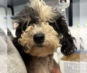Mutt Dogs for adoption in Washington, DC, USA