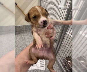 American Pit Bull Terrier Dogs for adoption in Houston, TX, USA