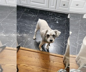 Shih Tzu-Unknown Mix Dogs for adoption in New London, WI, USA