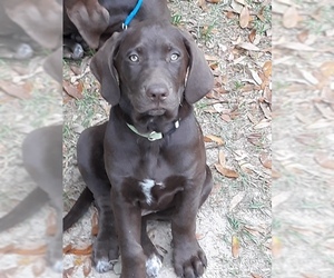 German Shorthaired Lab Dogs for adoption in New Smyrna Beach, FL, USA