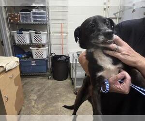 Dachshund-Unknown Mix Dogs for adoption in Jackson, CA, USA