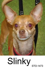 Medium Photo #1 Chihuahua Puppy For Sale in Longview, WA, USA