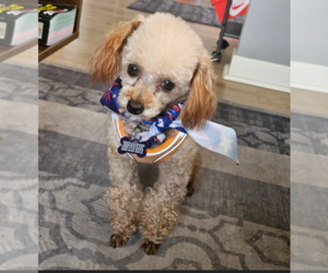 Poodle (Miniature) Dogs for adoption in Sioux Falls, SD, USA