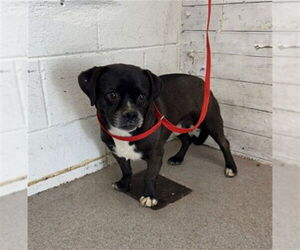 Chihuahua-Unknown Mix Dogs for adoption in San Bernardino, CA, USA
