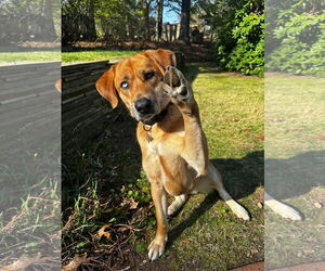 Labrador Retriever-Unknown Mix Dogs for adoption in Woodbury, NY, USA