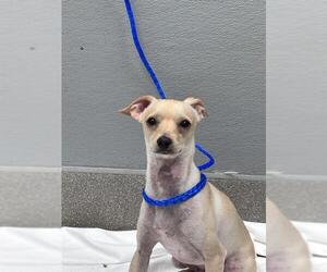 Chihuahua-Unknown Mix Dogs for adoption in Las Vegas, NV, USA