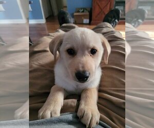Huskies -Labrador Retriever Mix Dogs for adoption in Evansville, IN, USA