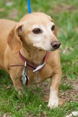 Dachshund Dogs for adoption in Johnson City, TN, USA