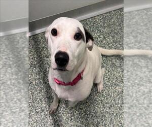 American Pit Bull Terrier-Unknown Mix Dogs for adoption in Salisbury, NC, USA