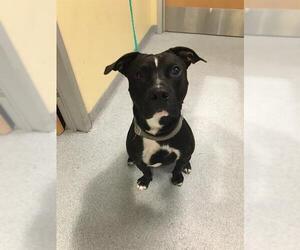 American Pit Bull Terrier Dogs for adoption in Orange, CA, USA