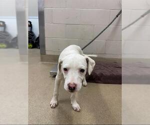 American Pit Bull Terrier Dogs for adoption in Santa Maria, CA, USA