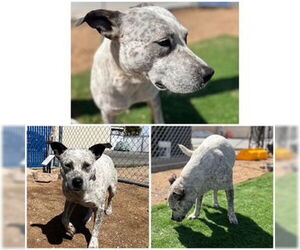 American Pit Bull Terrier-Unknown Mix Dogs for adoption in HESPERIA, CA, USA