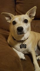 Medium Photo #1 Chihuahua Puppy For Sale in Yakima, WA, USA