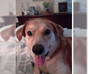 Golden Retriever-Unknown Mix Dogs for adoption in Plainfield, IL, USA