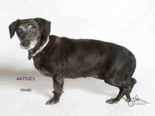 Dachshund Dogs for adoption in Moreno Valley, CA, USA
