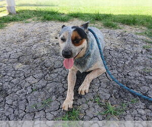 Mutt Dogs for adoption in Corpus Christi, TX, USA