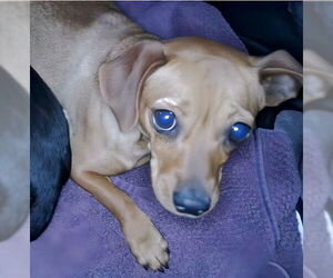 Chihuahua Dogs for adoption in Pasadena, CA, USA