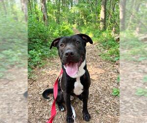 Staffordshire Bull Terrier-Unknown Mix Dogs for adoption in Dedham, MA, USA