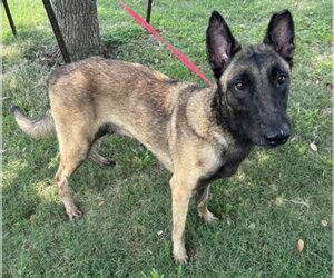 Mutt Dogs for adoption in Texas City, TX, USA