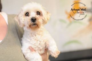 Maltese Dogs for adoption in Richmond, MO, USA