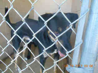 Rhodesian Ridgeback Dogs for adoption in Lacombe, LA, USA