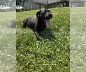 Labrador Retriever-Unknown Mix Dogs for adoption in SHERBURNE, NY, USA