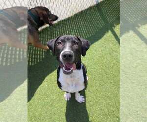 Labrador Retriever-Unknown Mix Dogs for adoption in Sheboygan, WI, USA