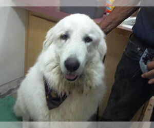 Great Pyrenees Dogs for adoption in Santa Barbara, CA, USA