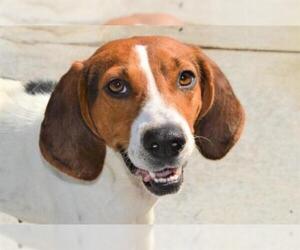 American Foxhound Dogs for adoption in Olathe, KS, USA
