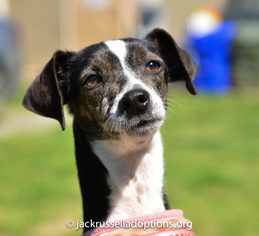 Medium Photo #1 Rat Terrier-Unknown Mix Puppy For Sale in Decatur, GA, USA