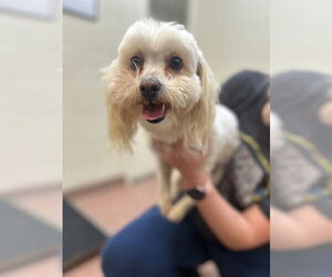 Maltese-Unknown Mix Dogs for adoption in Ogden, UT, USA