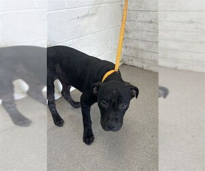 American Pit Bull Terrier Dogs for adoption in San Bernardino, CA, USA