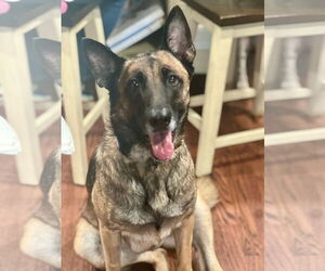 German Shepherd Dog-Unknown Mix Dogs for adoption in La Grange , NC, USA