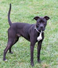Bullboxer Pit Dogs for adoption in Batavia, OH, USA