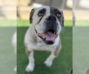 American Bulldog Dogs for adoption in HESPERIA, CA, USA