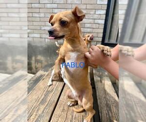 Chihuahua-Unknown Mix Dogs for adoption in San Antonio, TX, USA