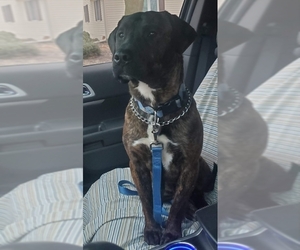 Mastador Dogs for adoption in aurora, IL, USA