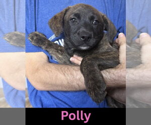 Labrador Retriever-Unknown Mix Dogs for adoption in The Woodlands, TX, USA