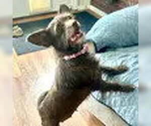 Chihuahua-Unknown Mix Dogs for adoption in Bristol, CT, USA
