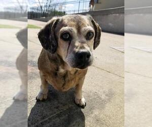 Dorgi Dogs for adoption in Topeka, KS, USA