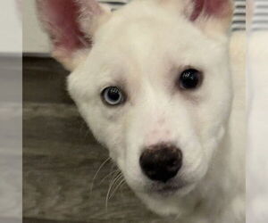 Siberian Husky-Unknown Mix Dogs for adoption in Fargo, ND, USA