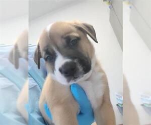 Chow Chow-Unknown Mix Dogs for adoption in San Antonio, TX, USA