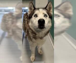 Siberian Husky-Unknown Mix Dogs for adoption in Visalia, CA, USA