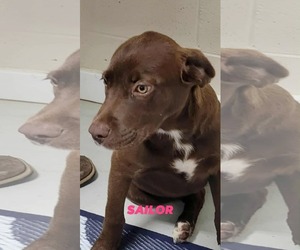 Boykin Spaniel-Chocolate Labrador retriever Mix Dogs for adoption in Brooksville, FL, USA