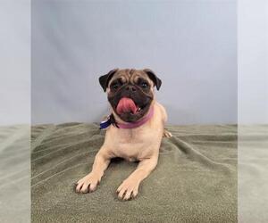 Pug Dogs for adoption in Fort Collins, CO, USA