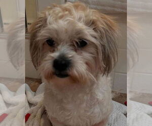 Lhasa Apso Dogs for adoption in Lake Elsinore, CA, USA