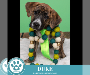 Mountain Cur-Unknown Mix Dogs for adoption in Kimberton, PA, USA