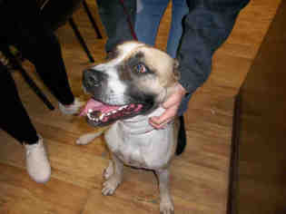 Akita-German Shepherd Dog Mix Dogs for adoption in Pearland, TX, USA