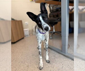 Mutt Dogs for adoption in Brighton, CO, USA