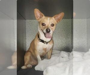 Chihuahua-Unknown Mix Dogs for adoption in Columbia, TN, USA